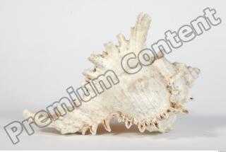 Seashell 0008